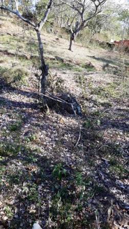 PARCELA 2.000M2 PC391037