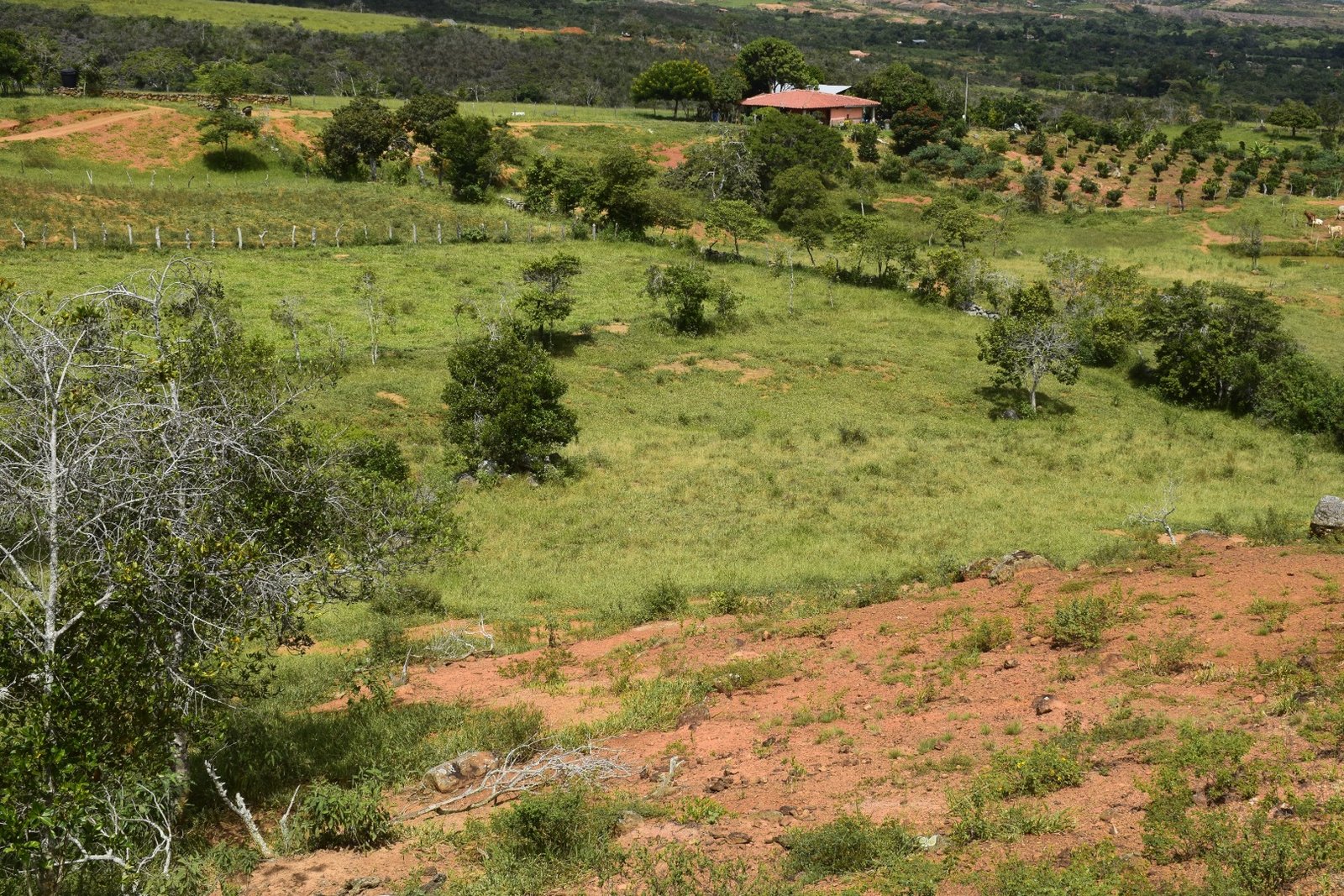 PARCELA 2 HECTAREAS LT271259