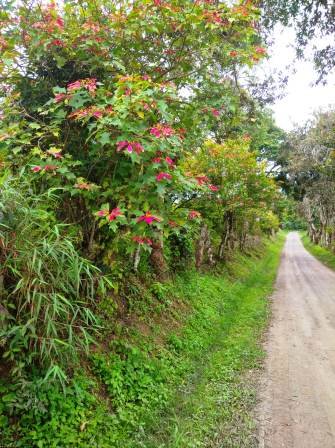 PARCELA 4 HA  PINCHOTE PC841293