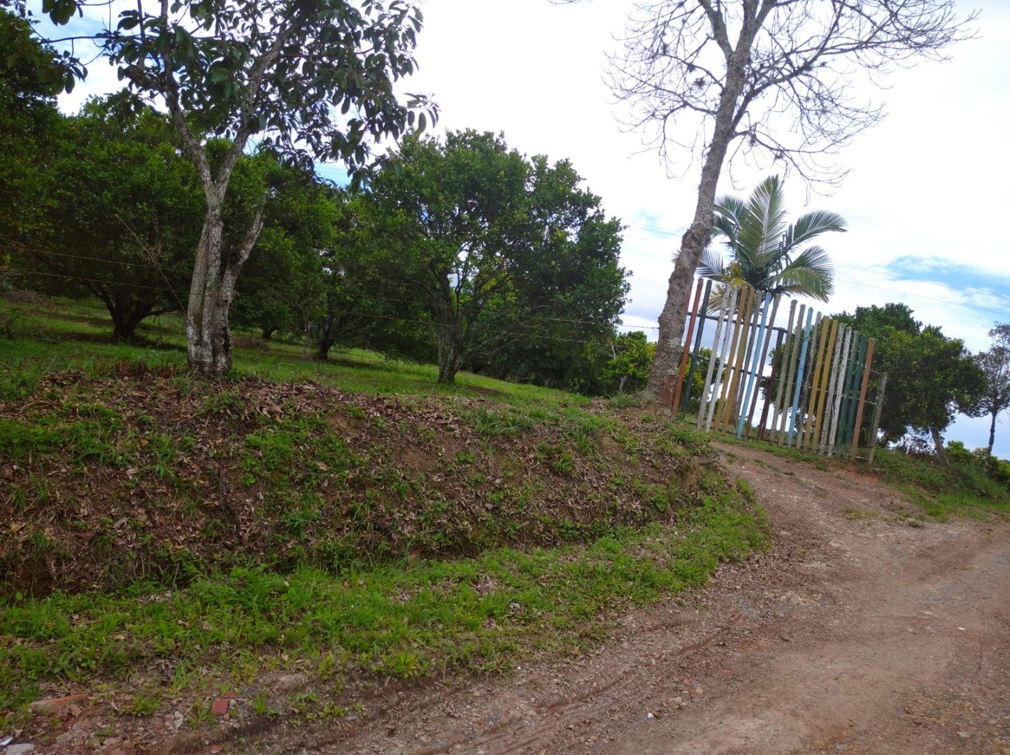 PARCELA 4 HA  PINCHOTE PC841293