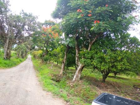 PARCELA 4 HA  PINCHOTE PP41294