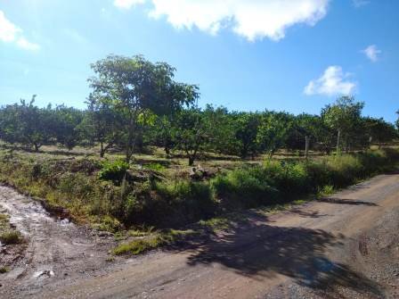 PARCELA 4 HA  PINCHOTE PP41294