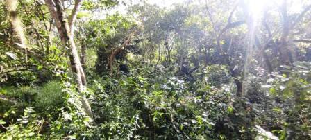 PARCELA CERCANA VÍA PAVIMENTADA  PC441322