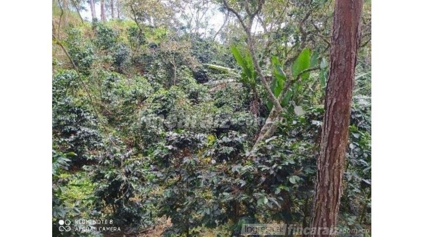 VENTA FINCA VEREDA TINAGA MUNICIPIO DE CHARALA FCH11350