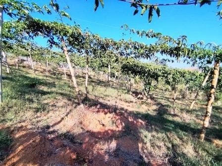 VENDO PARCELA 6.450M2 PCS91431