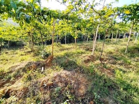 VENDO PARCELA 6.450M2 PCS91431