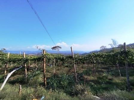 VENDO PARCELA 6.450M2 PCS91431