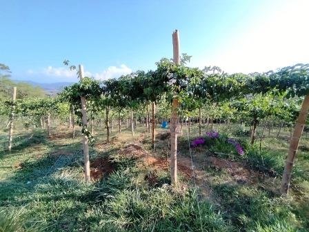 VENDO PARCELA 6.450M2 PCS91431