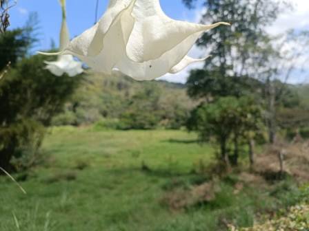 VENDO PARCELA EN CURITI PCC51472