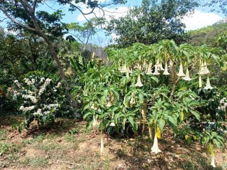 VENDO FINCA EN CURITI FCU21474