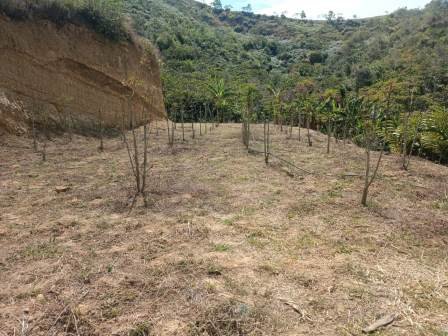 VENDO FINCA EN CURITI FCU21474
