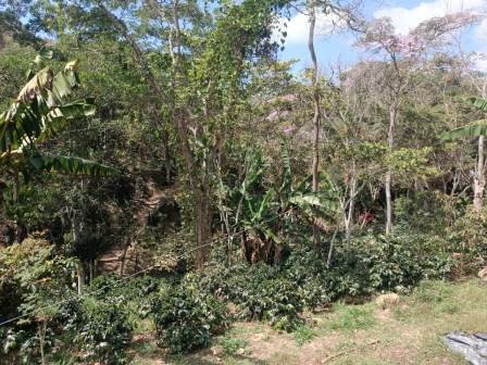 VENDO FINCA EN CURITI FCU21474