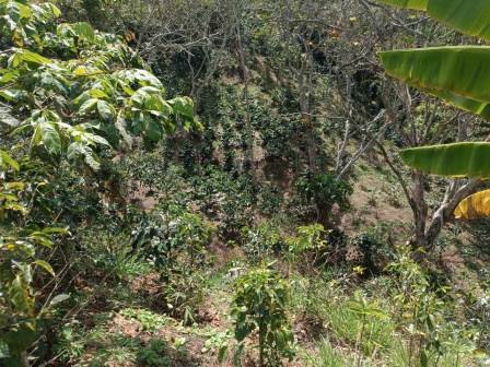 VENDO FINCA EN CURITI FCU21474