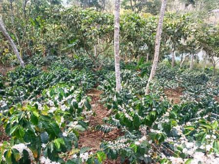 VENDO FINCA EN CURITI FCU21474