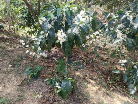 VENDO FINCA EN CURITI FCU21474