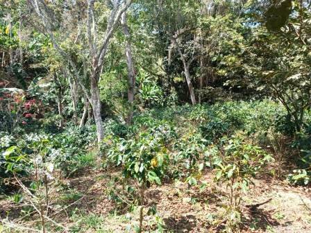 VENDO FINCA EN CURITI FCU21474