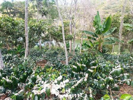 VENDO FINCA EN CURITI FCU21474