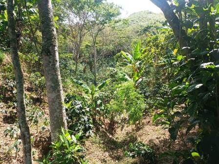 VENDO FINCA EN CURITI FCU21474