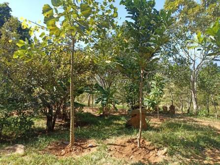 VENTA PARCELA BARICHARA PBA11477