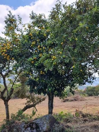 VENDO PARCELA CURITI-VEREDA LA PEÑA PARTE ALTA PCC61491