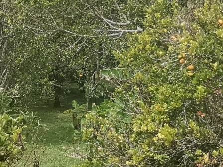 VENTA DE FINCA EN EL SOCORRO FSO21608