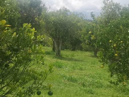 VENTA DE FINCA EN EL SOCORRO FSO21608