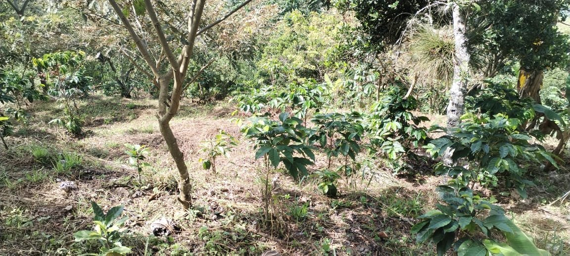 VENTA PARCELA EN SAN GIL VEREDA JARAL PCS101789