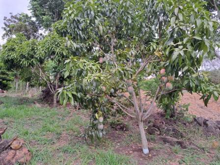 VENDO PARCELA - PINCHOTE  PP31851