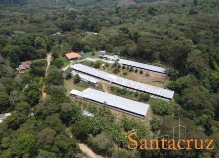 VENDO FINCA PRODUCTIVA - CURITI FCU41866