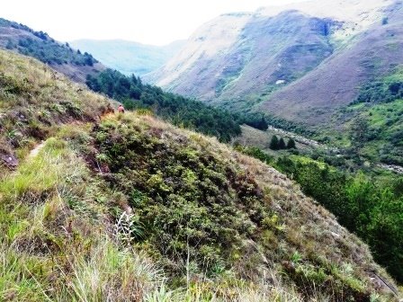 FINCA EN VENTA FORESTAL LINDANTE CON FUENTE HÍDRICA F5812