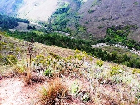 FINCA EN VENTA FORESTAL LINDANTE CON FUENTE HÍDRICA F5812