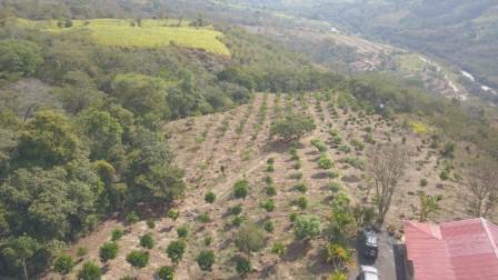 PARCELA DE 3 HA CON FRUTALES PC50825