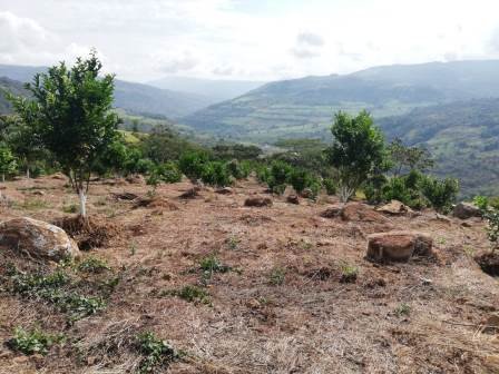 PARCELA DE 3 HA CON FRUTALES PC50825