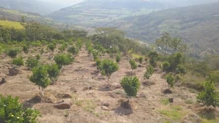 PARCELA DE 3 HA CON FRUTALES PC50825