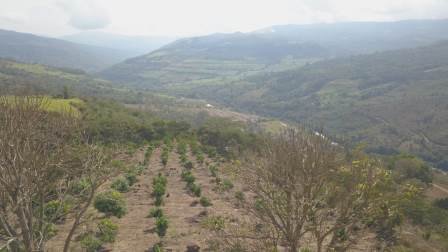 PARCELA DE 3 HA CON FRUTALES PC50825