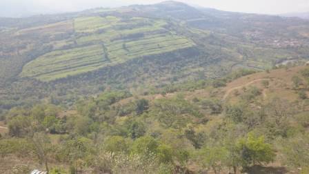 PARCELA DE 3 HA CON FRUTALES PC50825