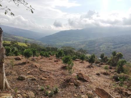 PARCELA DE 3 HA CON FRUTALES PC50825