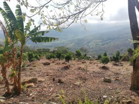 PARCELA DE 3 HA CON FRUTALES PC50825