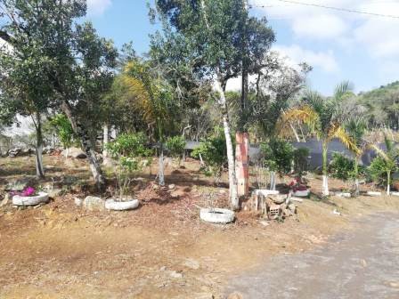 PARCELA DE 3 HA CON FRUTALES PC50825