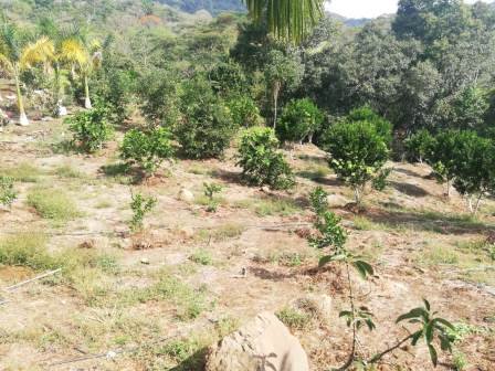 PARCELA DE 3 HA CON FRUTALES PC50825