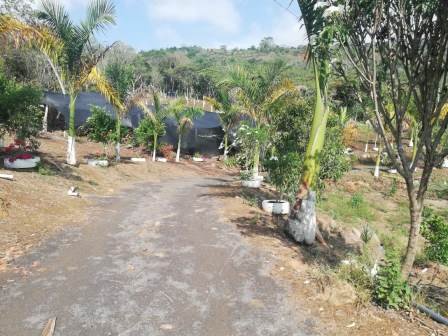 PARCELA DE 3 HA CON FRUTALES PC50825