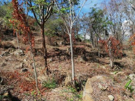 4 HA SUB-URBANAS PC20859