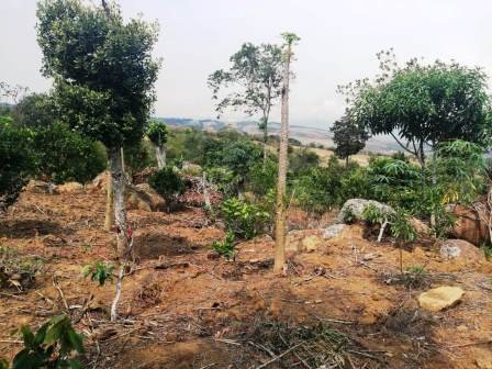 VENTA FINCA - VEREDA PARAMITO PC48874