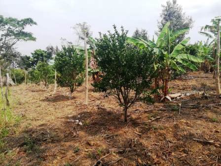 VENTA FINCA - VEREDA PARAMITO PC48874