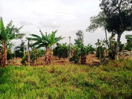 VENTA FINCA - VEREDA PARAMITO PC48874