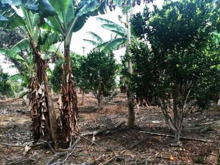 VENTA FINCA - VEREDA PARAMITO PC48874